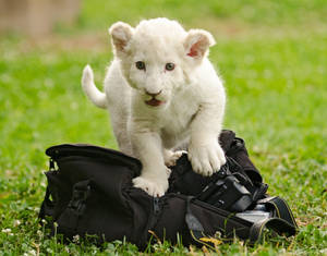 Cachorro de león blanco pisando la bolsa de un fotógrafo con cámara en los campos verdes.
