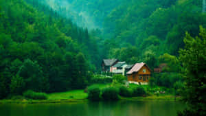 Fondo de bosque