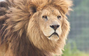 León depredador enojado con ojos ámbar y gran melena marrón anaranjada en la naturaleza.