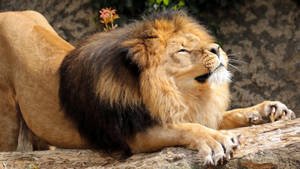 León estirando su cuerpo mientras se agarra a un trozo de madera bajo la luz del sol en la naturaleza.