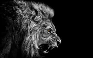 Fondo de león — León Fondos de pantalla