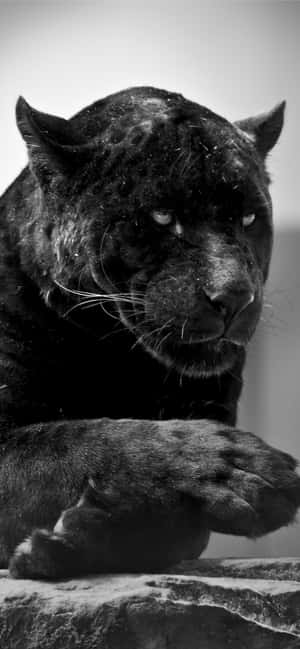 Jaguar negro — 1284x2778 Fondos de pantalla