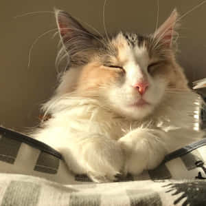 Imágenes estéticas de gatos — Gato aesthetic Fondos de pantalla