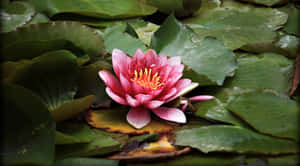 Imágenes de flores de loto — Flor de loto Fondos de pantalla