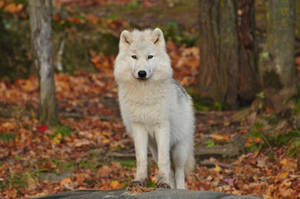 Un lobo blanco y gigante de pie en el bosque mirando fijamente a la cámara.