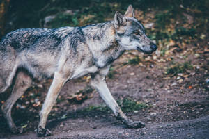 Lobo depredador gris con pelaje fino caminando solo en el bosque.