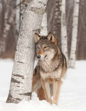 Imágenes de lobo genial — Lobo Fondos de pantalla