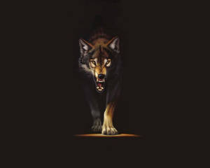 Lobo marrón enojado caminando hacia la cámara dentro de una habitación oscura.