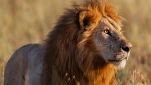 Fotos de leones — León Fondos de pantalla
