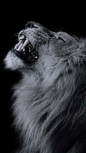 Fondo de león — León Fondos de pantalla