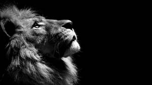 Fondo de pantalla en blanco y negro de un león con la cabeza erguida de perfil