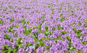 Lleno de flores púrpuras con hojas verdes en un clima brillante wallpaper.