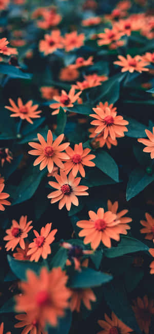 iPhone Flores — iPhone 14 Pro Max Fondos de pantalla