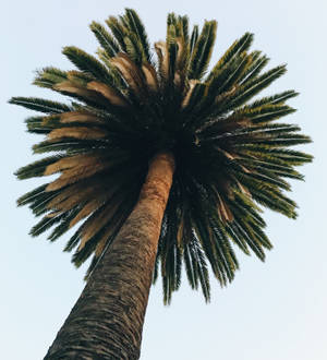 Fondo de pantalla Lo Fi Palmtree — Motorola Razr Fold Fondos de pantalla