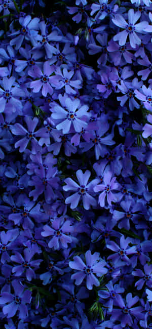 Imágenes de flores hermosas — Infinix GT Fondos de pantalla