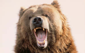 Imágenes de ataque de oso