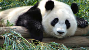 Fondo de Panda — Panda Fondos de pantalla