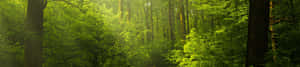 Fondo de naturaleza 4k — Naturaleza 4K Fondos de pantalla