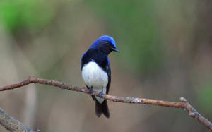 Pájaro azul con pecho blanco sobre una ramita marrón.
