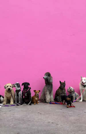 Cachorritos rosados — Tecno Megapad 11 Fondos de pantalla