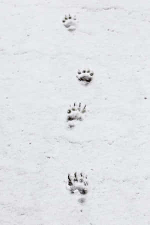 Imágenes estéticas de nieve — Bajo contraste Fondos de pantalla