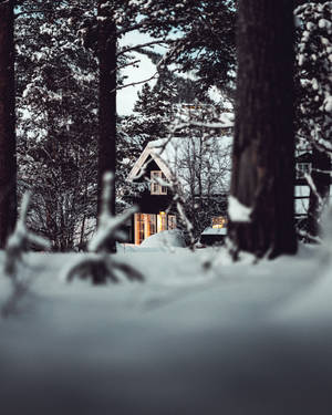 Casa con luces cálidas y techo nevado en bosque cubierto de nieve