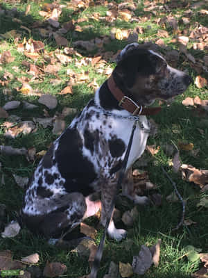 Imágenes de Perro Catahoula — iPad Pro 12.9 Fondos de pantalla