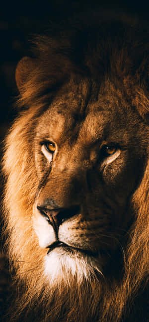 Fondo de león — CMF Phone 1 Fondos de pantalla