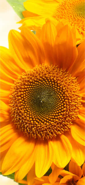 Fondo de Girasoles — Motorola Edge 70 Plus Fondos de pantalla