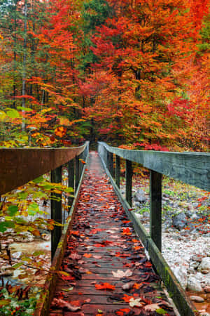 Imágenes estéticas de otoño — Estética otoñal Fondos de pantalla