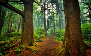 Fondo de bosque — Vista del bosque Fondos de pantalla