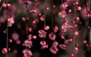 Fondo Floral Rosa