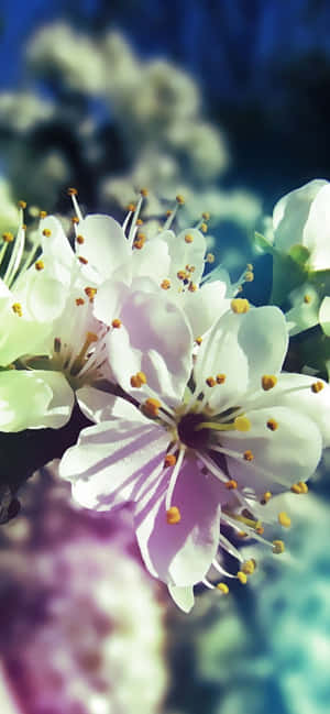 Fondo de primavera para Pixel 3 — Realme P4 Fondos de pantalla