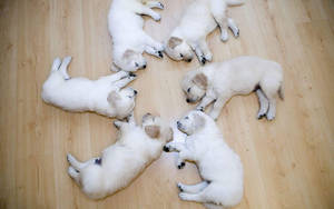 Lindos Cachorros Blancos en el Suelo — Cachorro lindo Fondos de pantalla