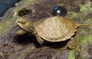 Una adorable tortuga para alegrar tu día — Tortuga linda Fondos de pantalla