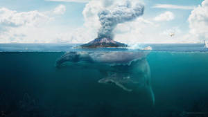 Fondo de pantalla de ballena gigante en el océano — 2560x1440 Fondos de pantalla