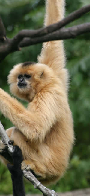 Fondo de iPhone Xs Max Gibbon — Oppo A6t Pro Fondos de pantalla