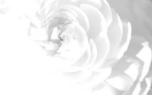 Fondo de pantalla de una foto simple de pétalos blancos.
