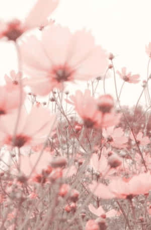 Fondo de flor rosa