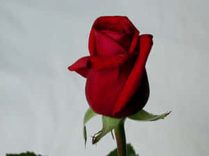 Imágenes de flores de rosa — Flor de rosa Fondos de pantalla