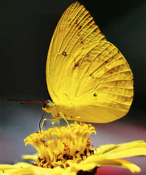 Una elegante mariposa amarilla toma el sol — Apple Watch Ultra Fondos de pantalla