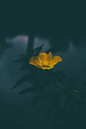 Flor Amarilla Oscura — Oscuro Fondos de pantalla