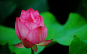 Imágenes de Flor de Loto — Flor de loto Fondos de pantalla