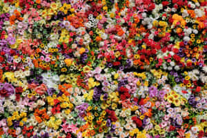 Imágenes de flores hermosas