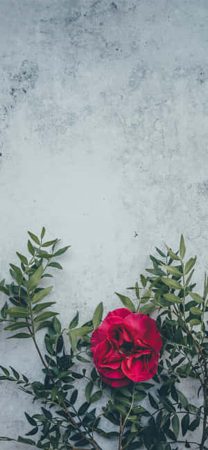 Fondo Flor Roja — Honor Magic8 Lite Fondos de pantalla