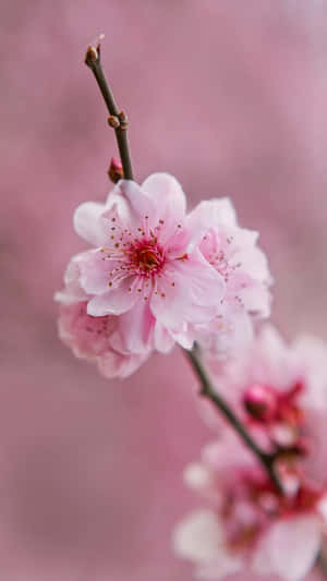 Flor rosa para teléfono