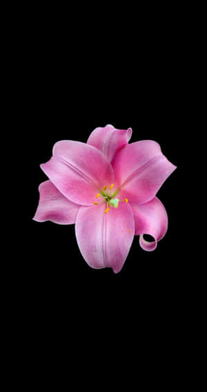 una flor rosa sobre un fondo negro — Flor iPhone Fondos de pantalla