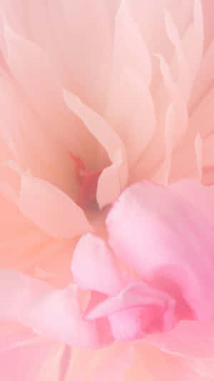 Fondo de flor rosa