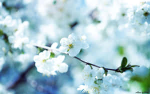 Imágenes de flores hermosas