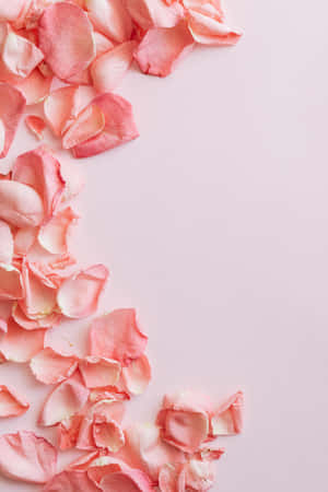 Fondo de flor rosa